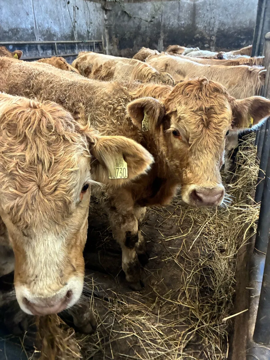 SUPER QUALITY CH/LIM BULL WEANLINGS 340/350KG - Image 1