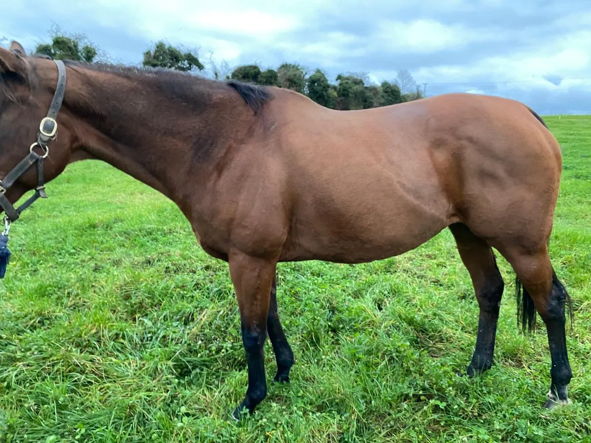 Mare for sale - Image 1