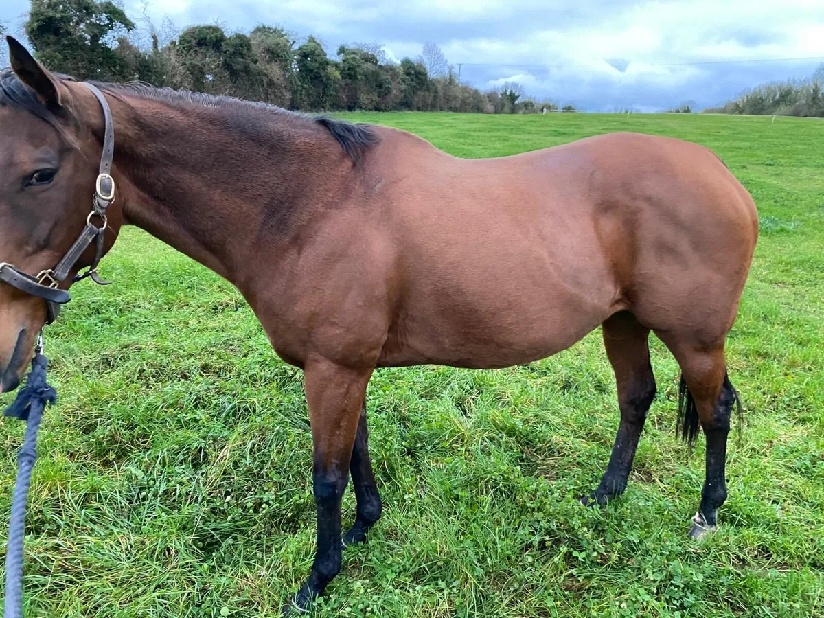 Mare for sale - Image 2