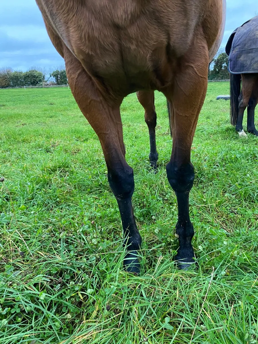 Mare for sale - Image 3