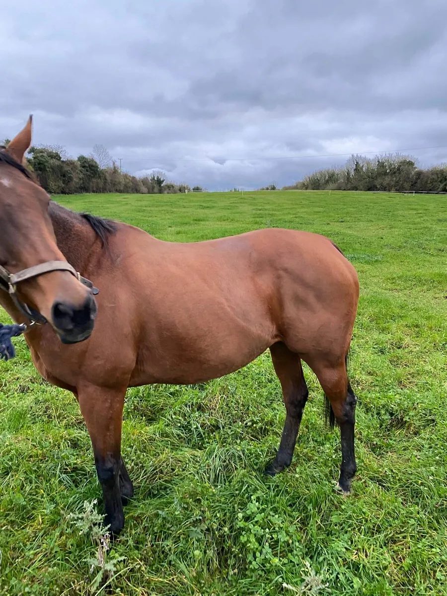 Mare for sale - Image 4