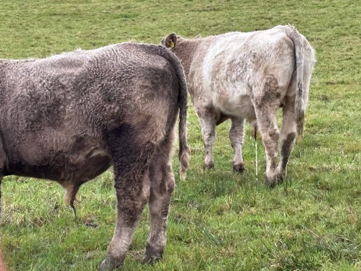 4 outlying store bullocks for sale - Image 2