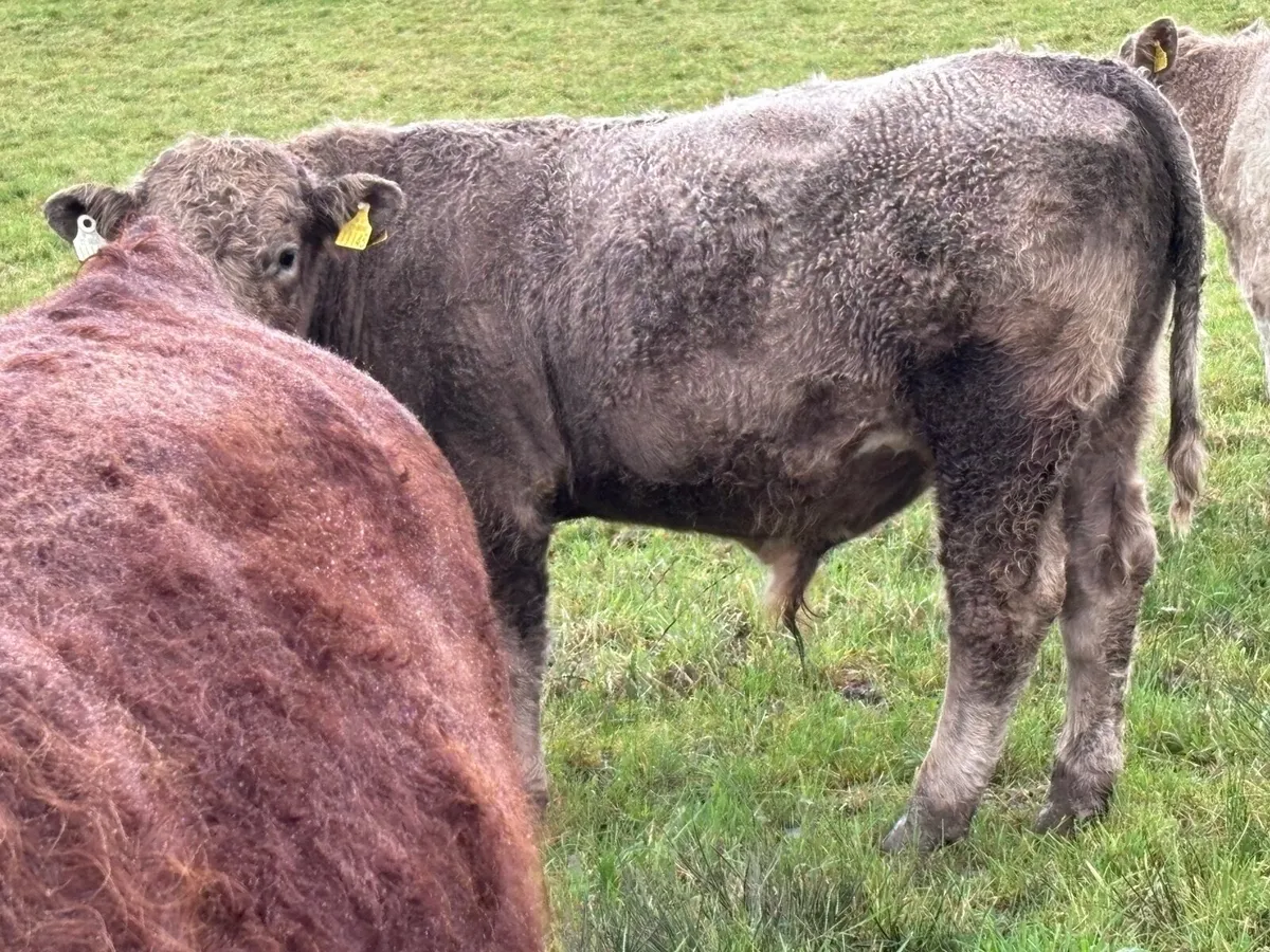 4 outlying store bullocks for sale - Image 3