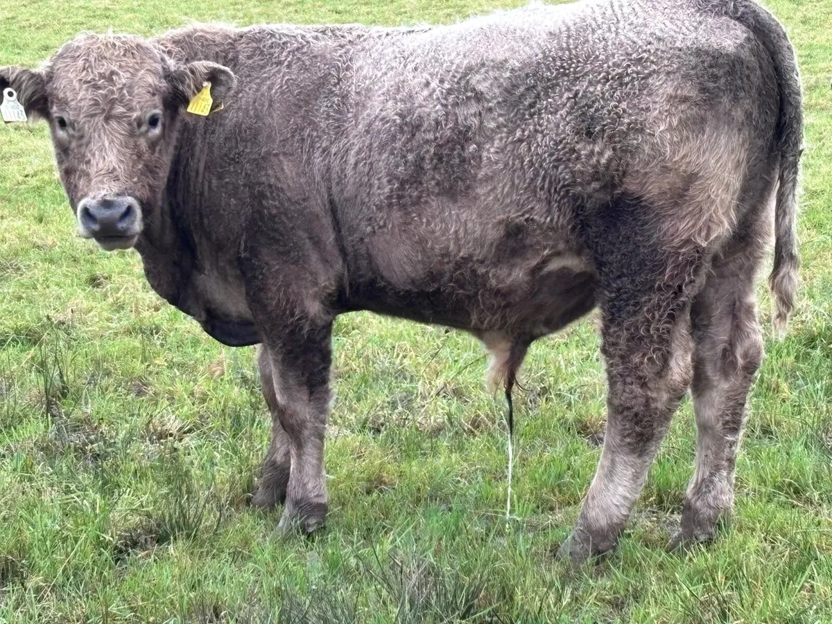 4 outlying store bullocks for sale - Image 1