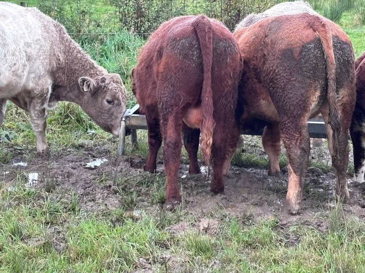 4 outlying store bullocks for sale - Image 4