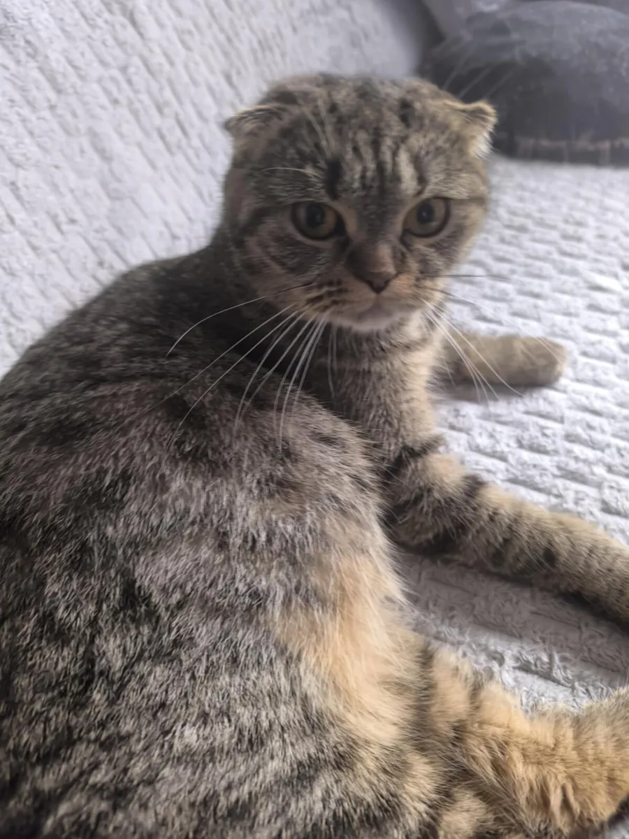 Scottish fold - Image 2