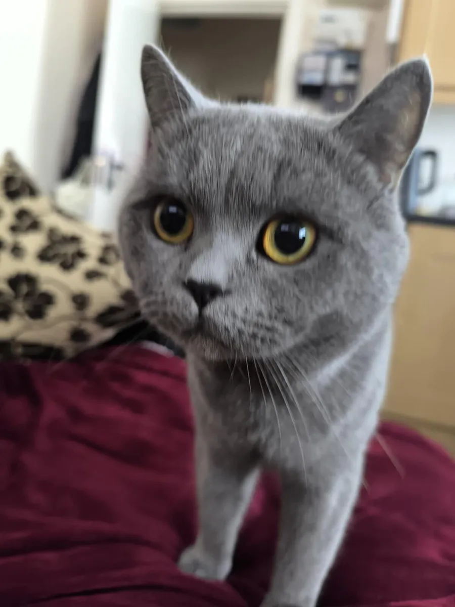 Scottish fold - Image 3