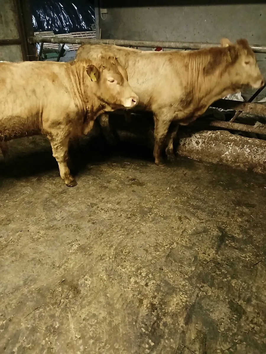 2 super quality weanlings bulls - Image 1