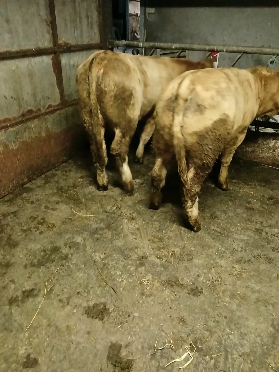 2 super quality weanlings bulls - Image 2