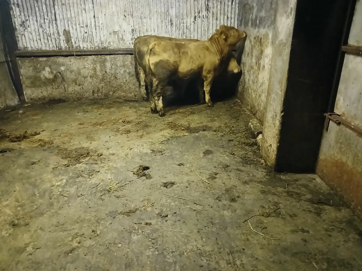 2 super quality weanlings bulls - Image 3
