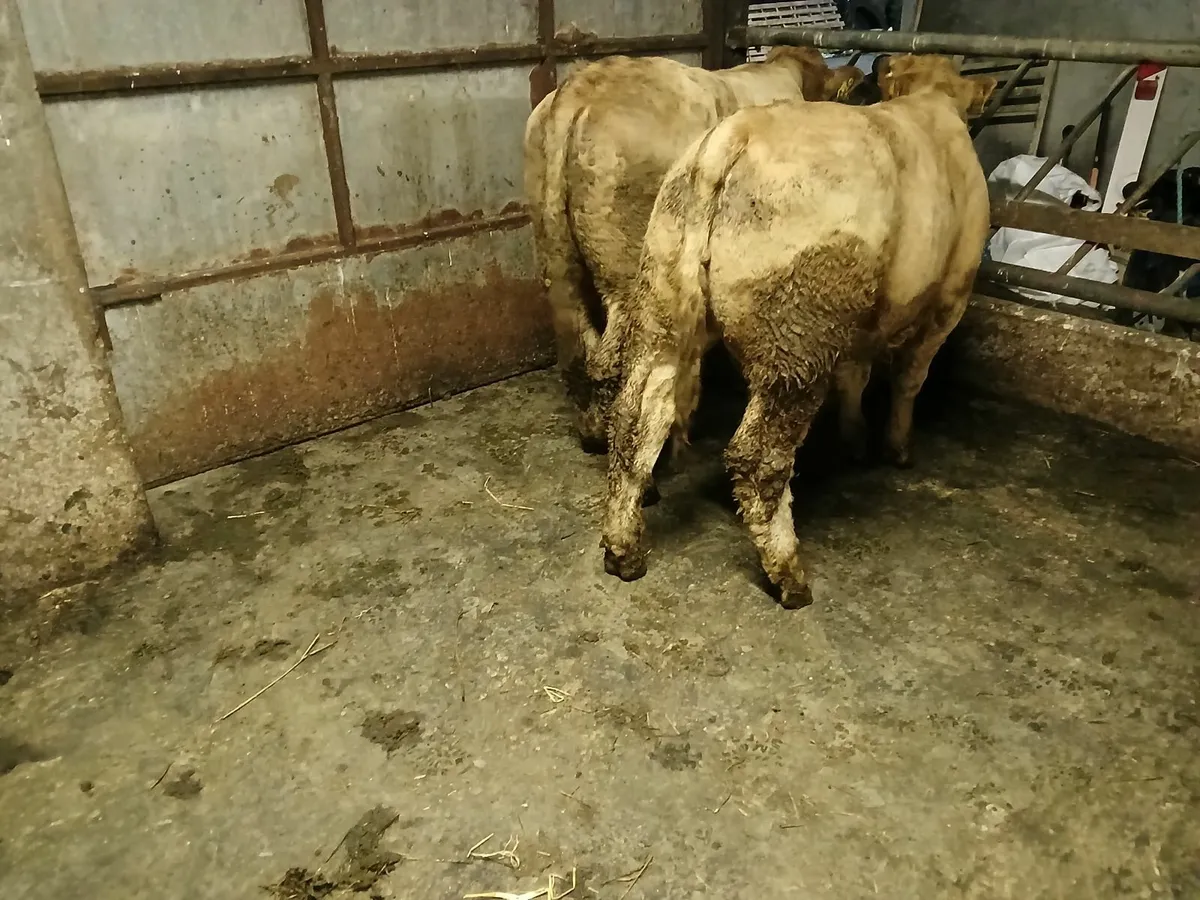 2 super quality weanlings bulls - Image 4