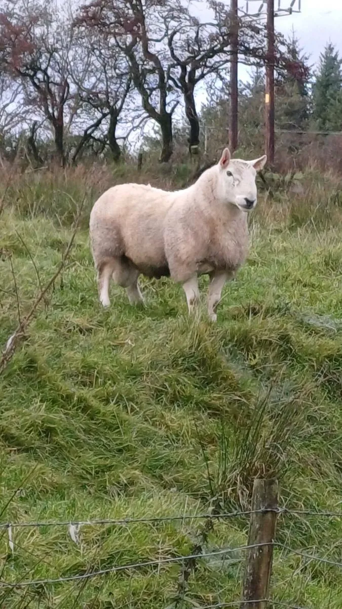 North country Cheviot ram - Image 1