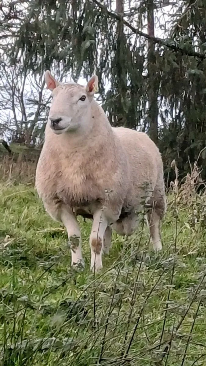 North country Cheviot ram - Image 2