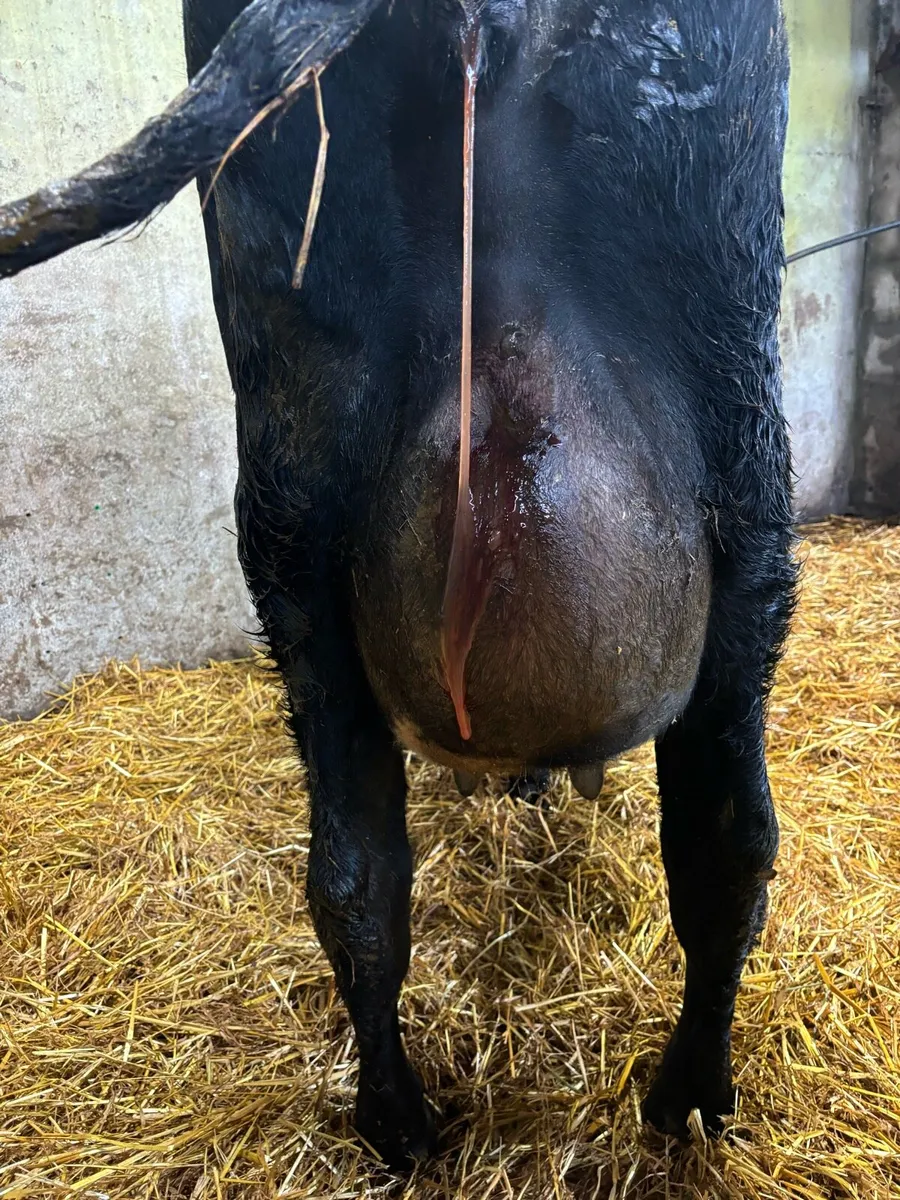 Friesian X heifer - Image 1