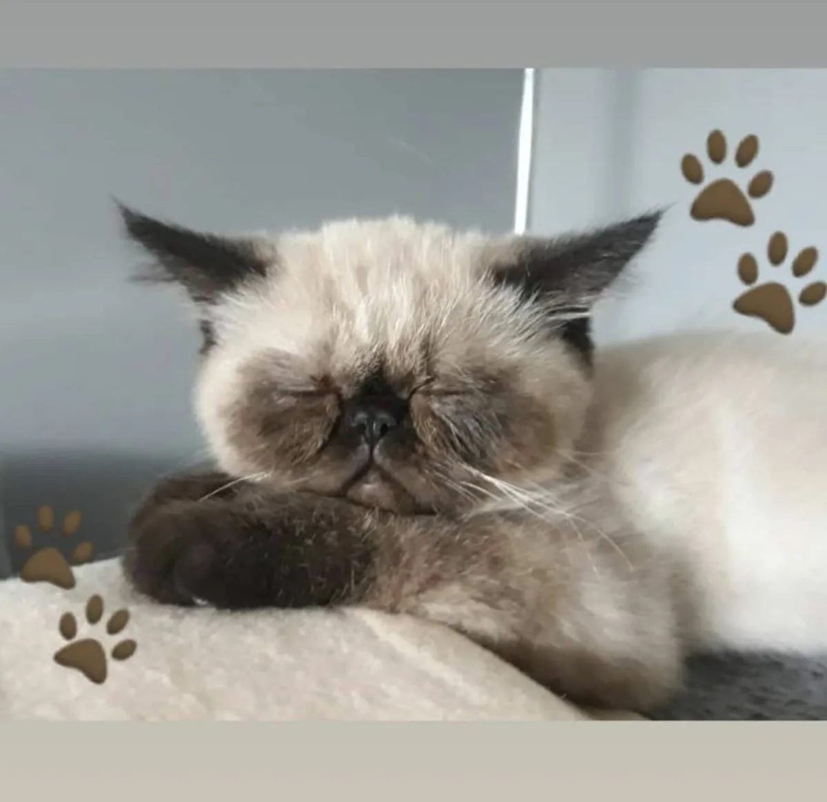 Female Persian exotic kitten - Image 1