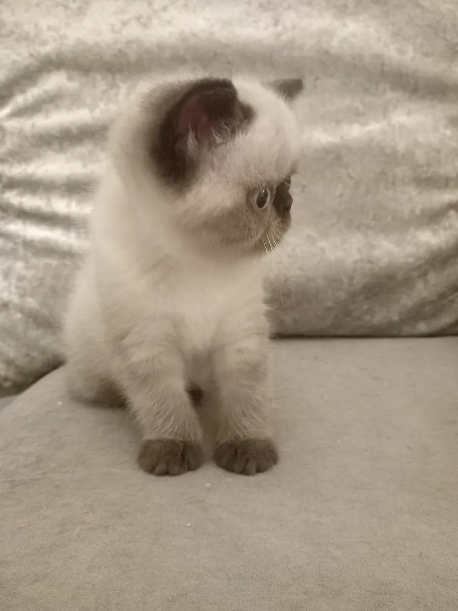 Female Persian exotic kitten - Image 2