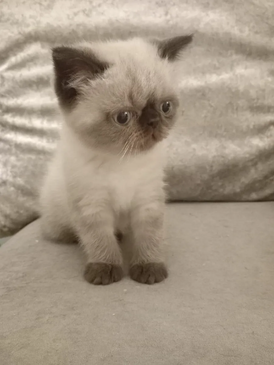 Female Persian exotic kitten - Image 3