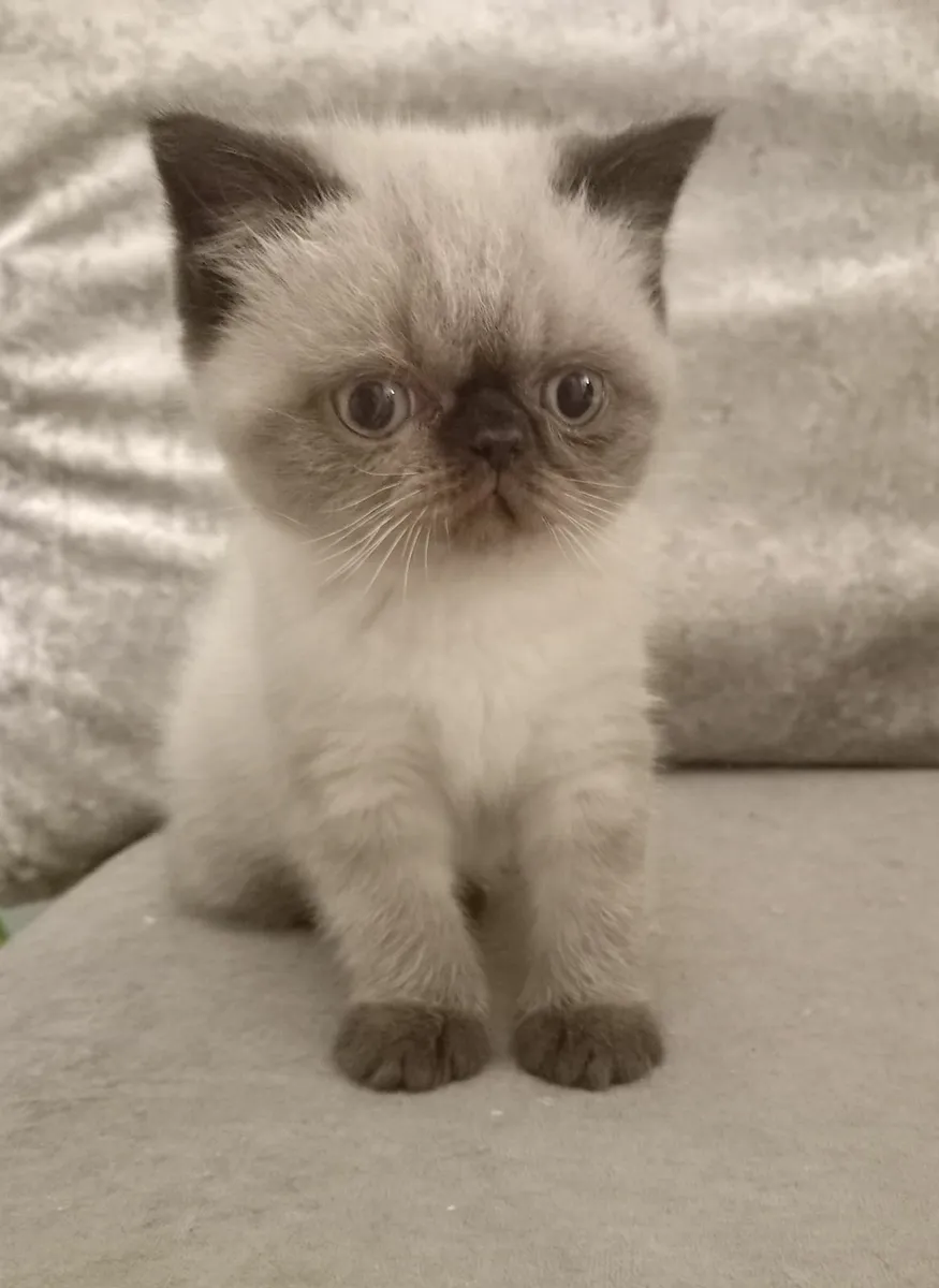 Female Persian exotic kitten - Image 4