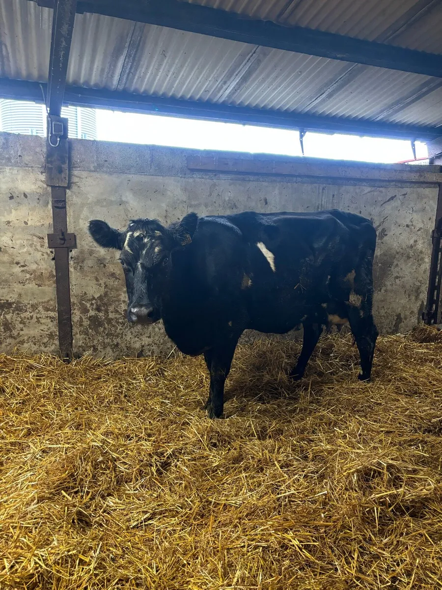 Friesian X heifer - Image 2