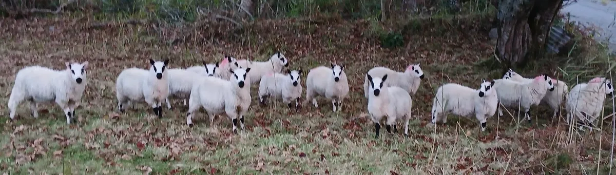Kerryhill ewe and ram lambs - Image 1