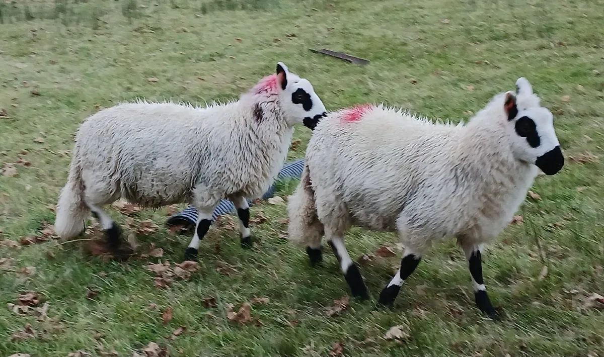 Kerryhill ewe and ram lambs - Image 3