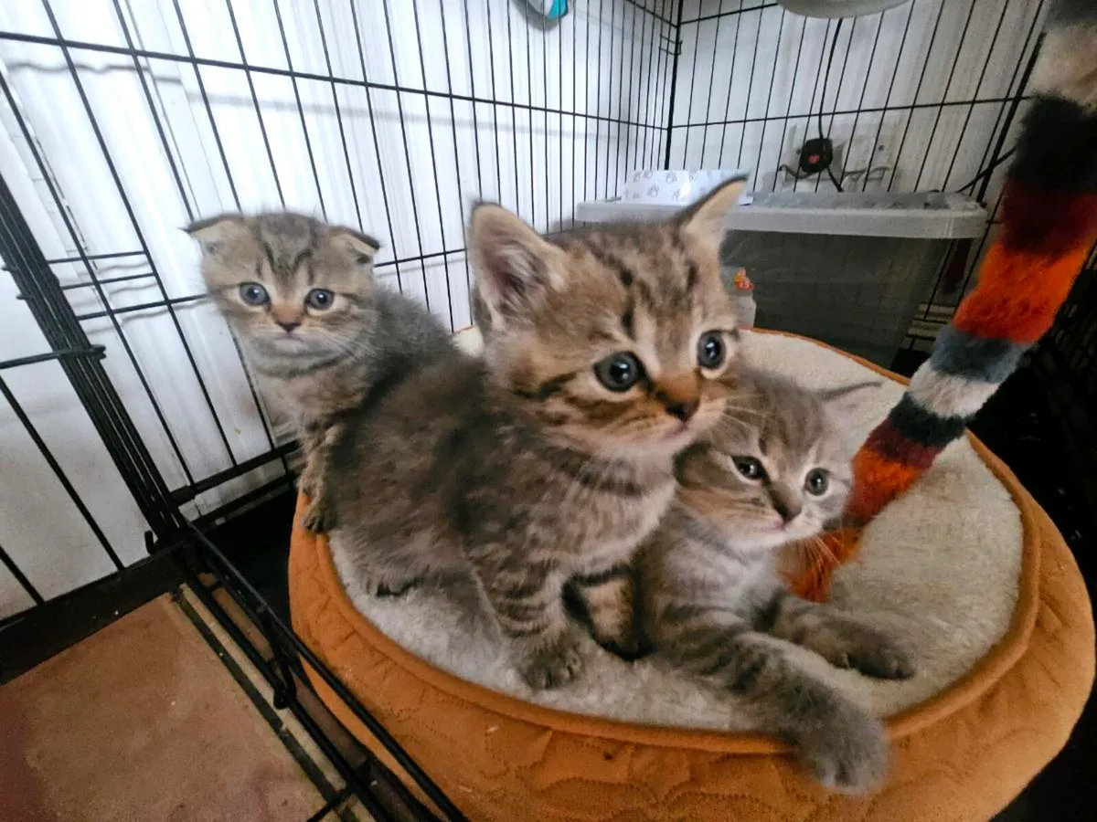 Scottish fold - Image 1