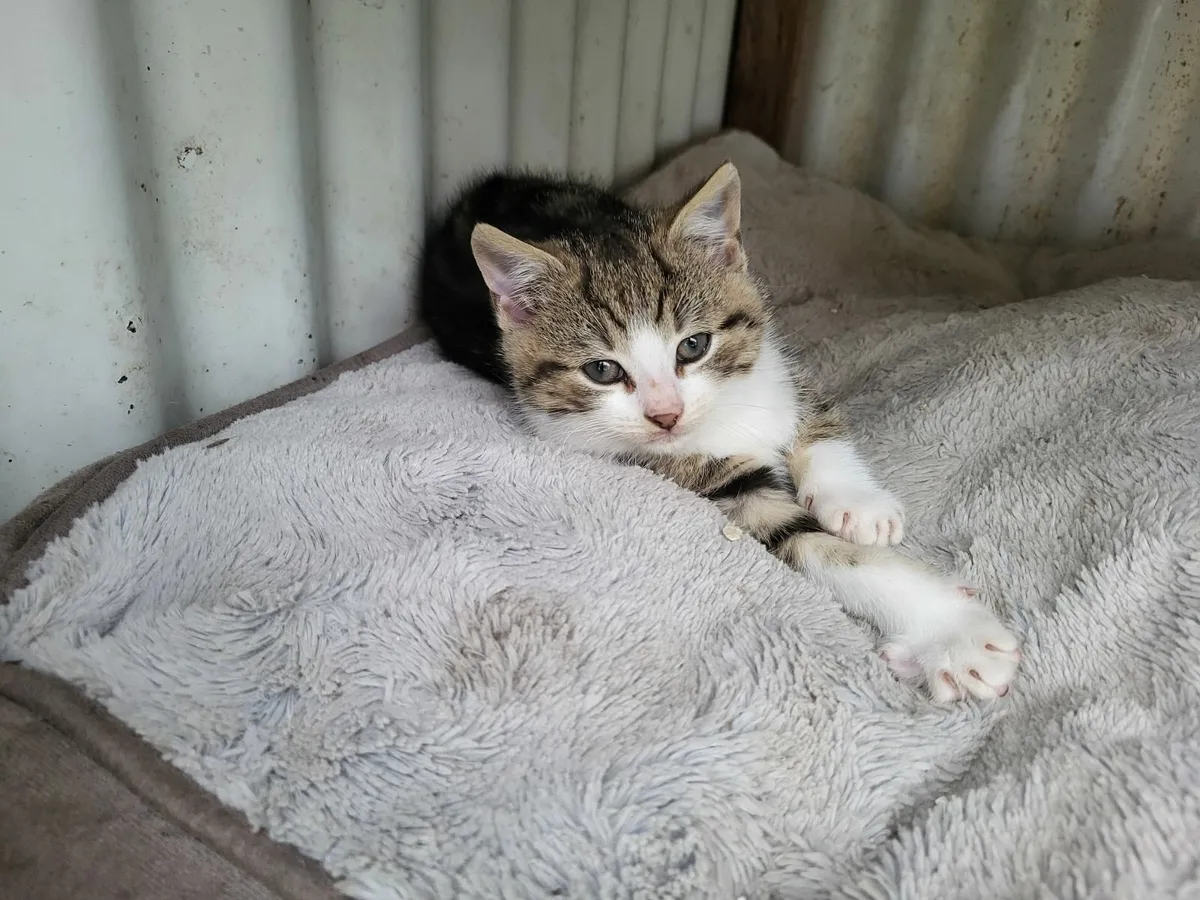 Kitten for sale - Image 2