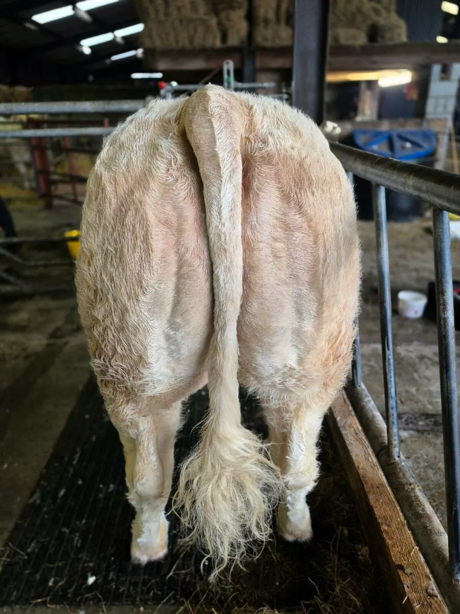 2 PB Charlie's Heifers - Image 1