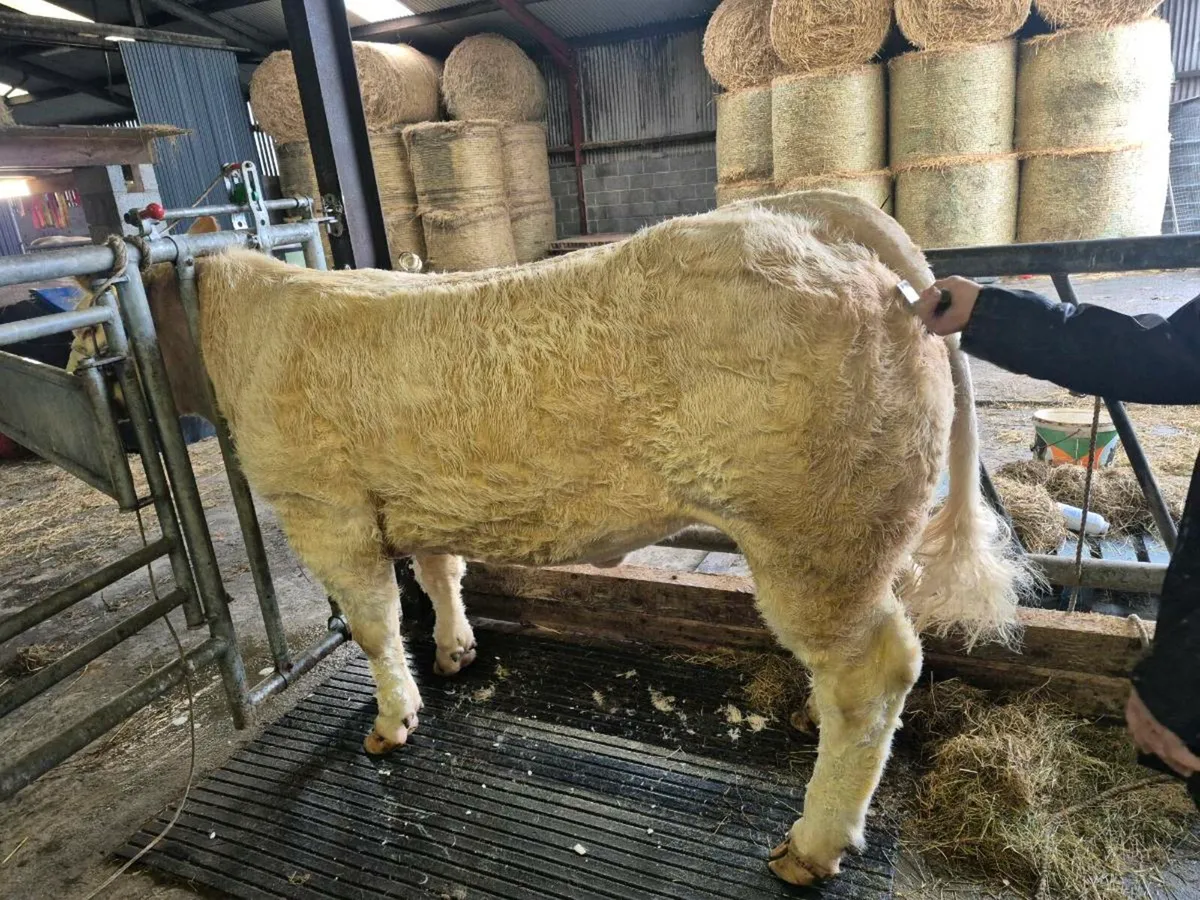 2 PB Charlie's Heifers - Image 2