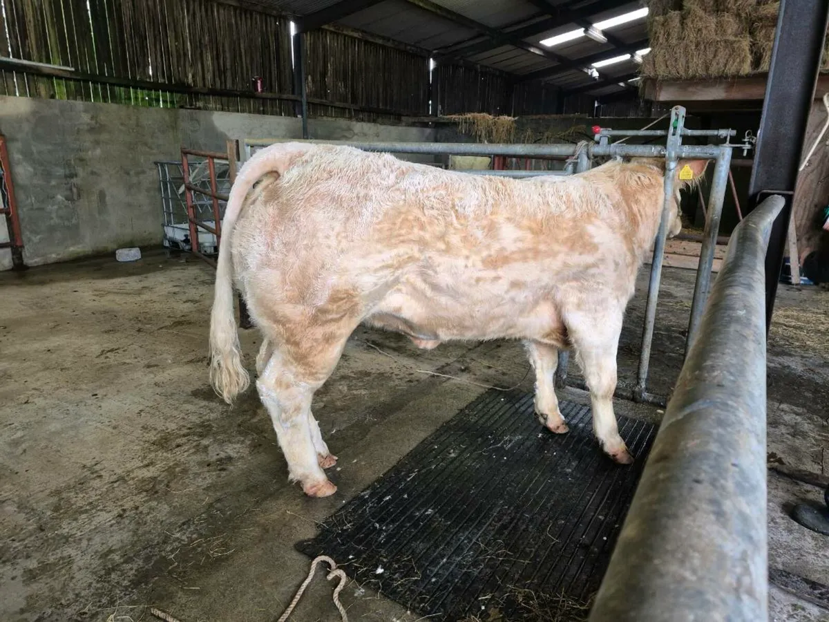 2 PB Charlie's Heifers - Image 3