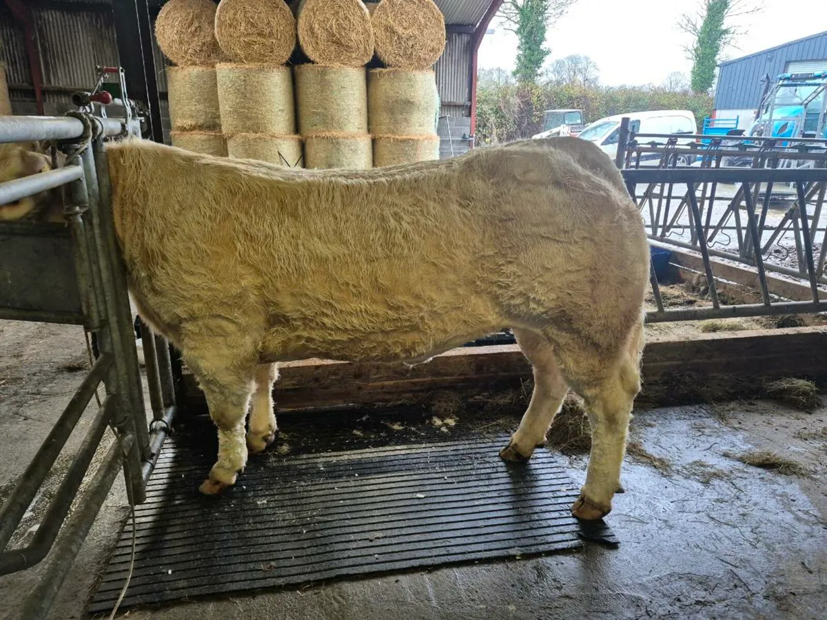 2 PB Charlie's Heifers - Image 4