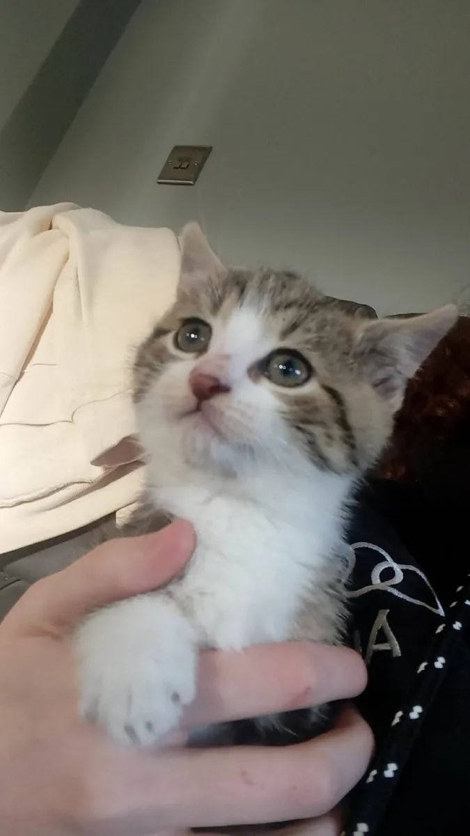 Kitten for sale - Image 3