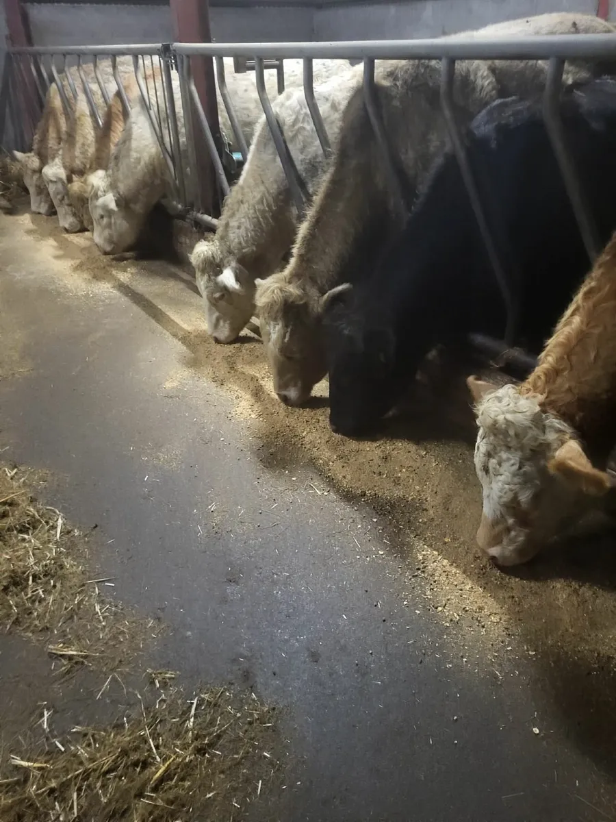 Beef cattle - Image 1