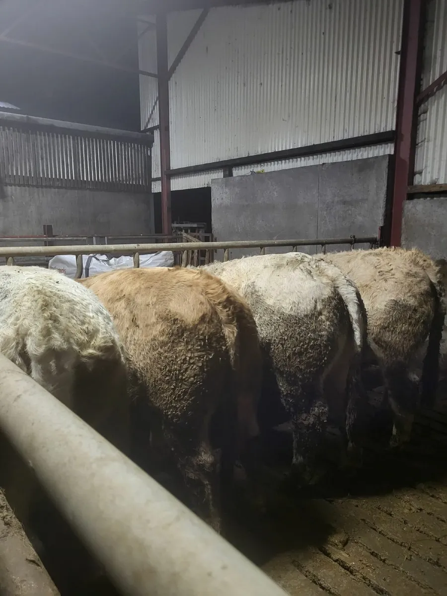 Beef cattle - Image 2