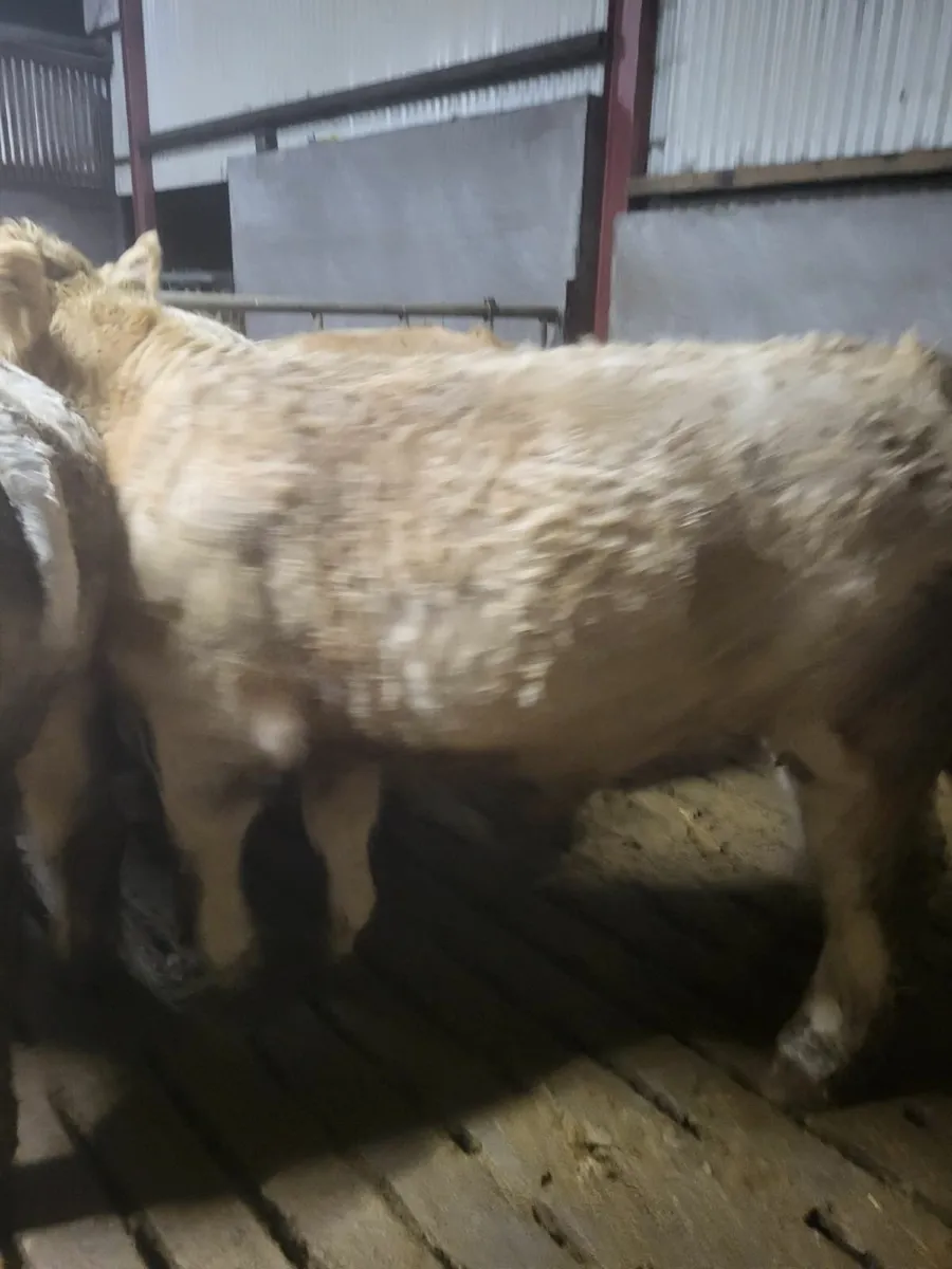 Beef cattle - Image 3