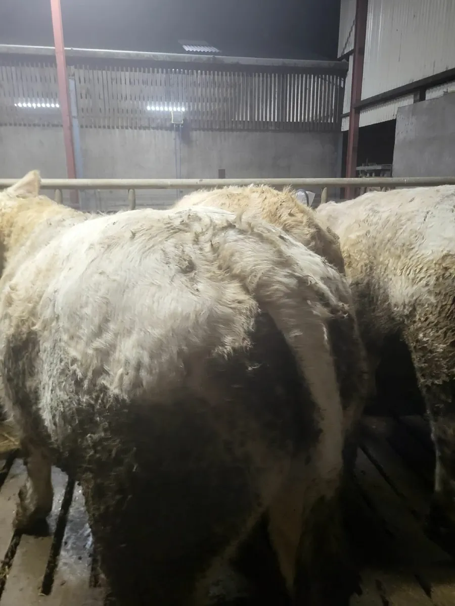 Beef cattle - Image 4