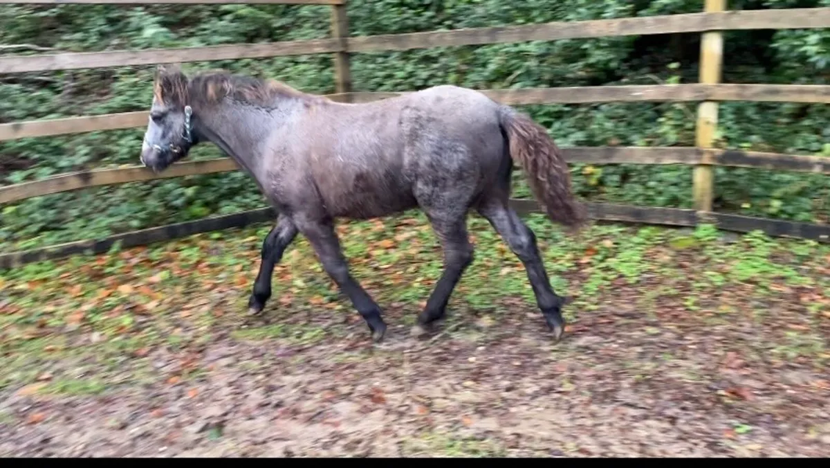 ⭐️Connemara Colt Foal⭐️ - Image 1