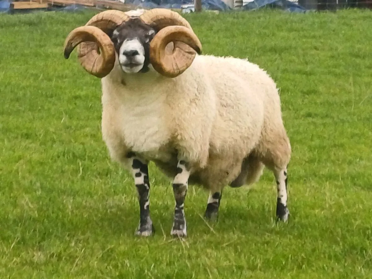 Sheep - Image 1