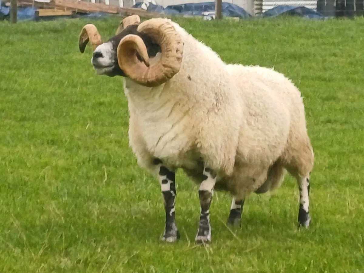 Sheep - Image 2