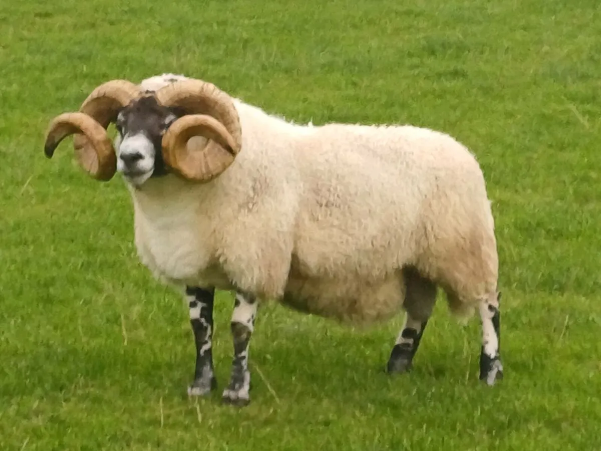 Sheep - Image 4