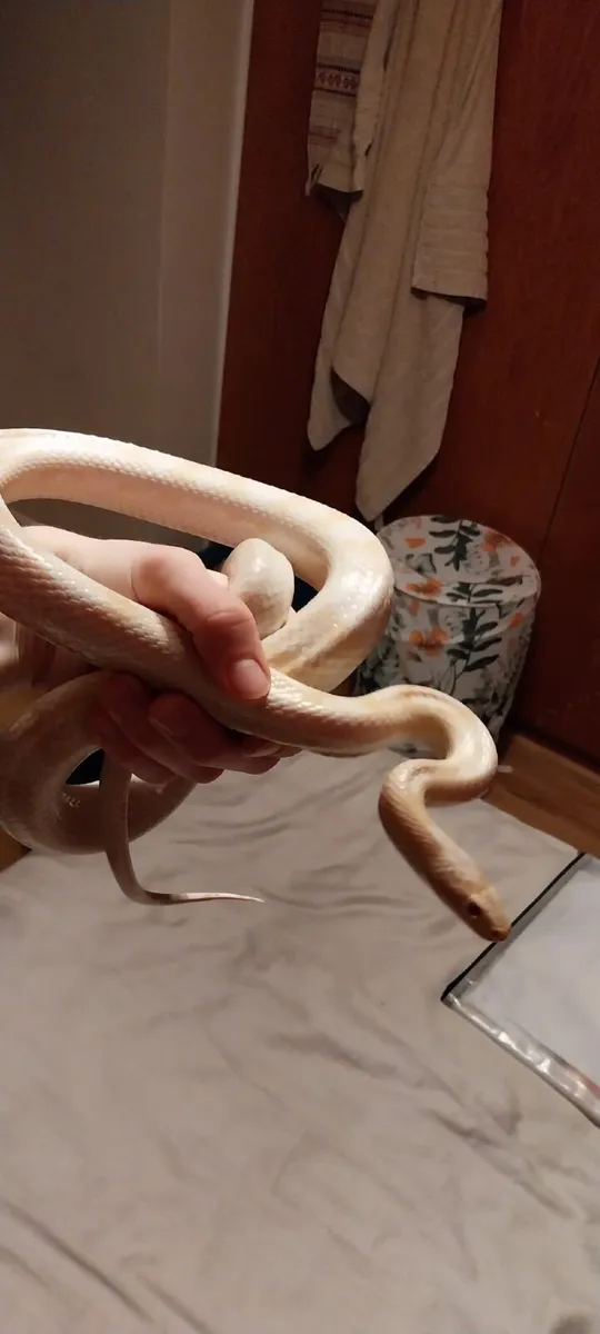 Corn Snake - Image 1