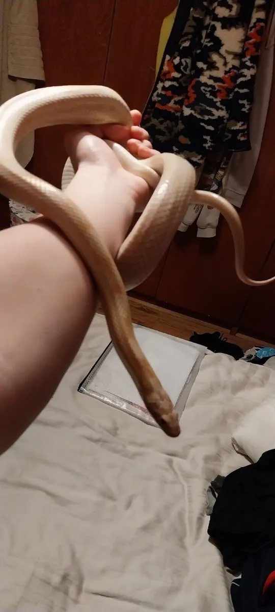Corn Snake - Image 2