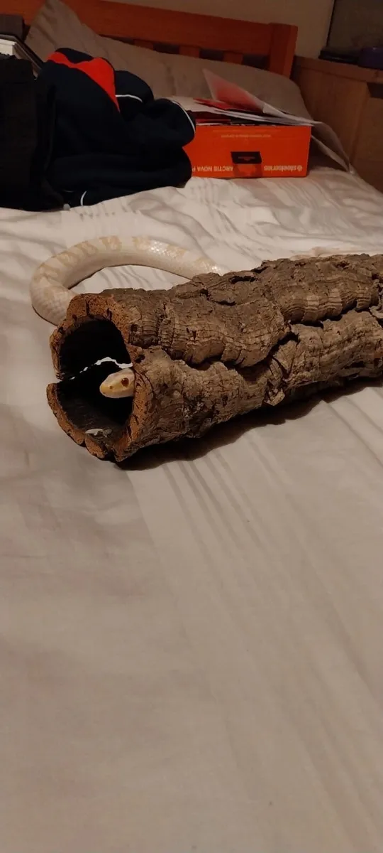 Corn Snake - Image 4