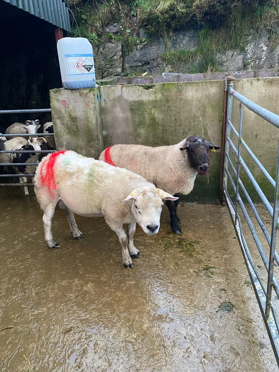 Rams for sale - Image 2