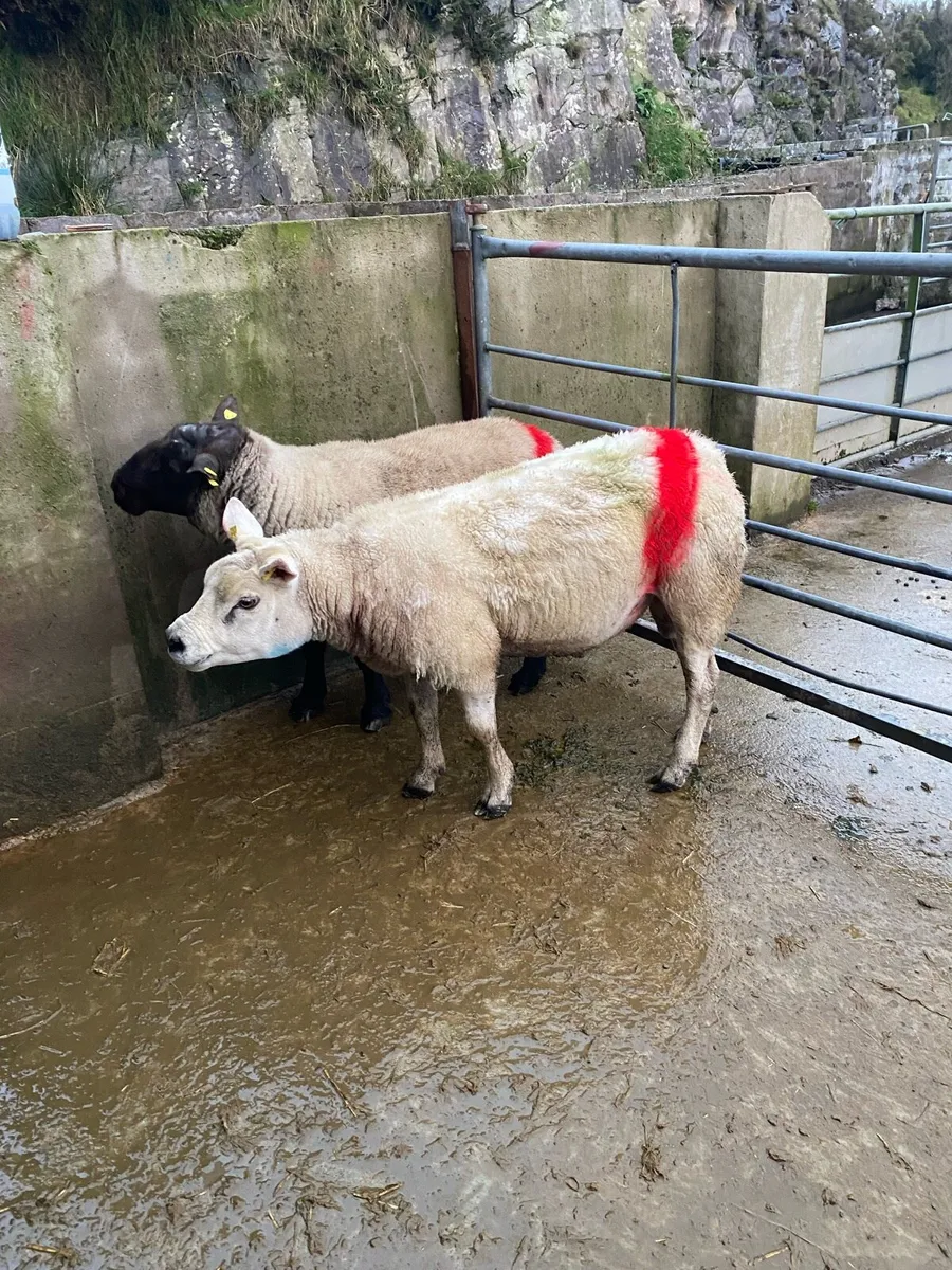 Rams for sale - Image 3