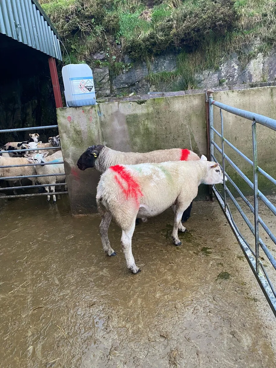 Rams for sale - Image 1