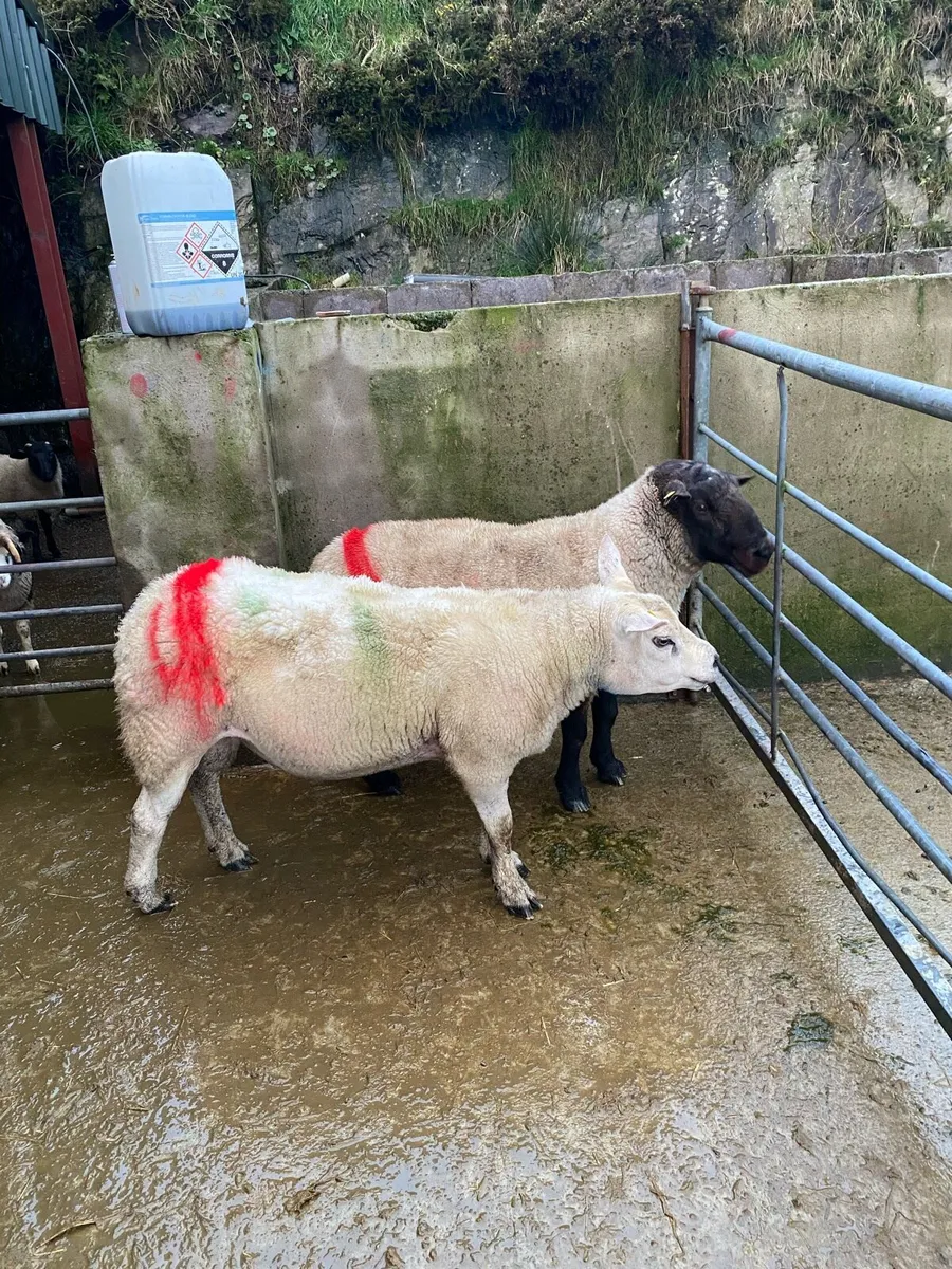 Rams for sale - Image 4