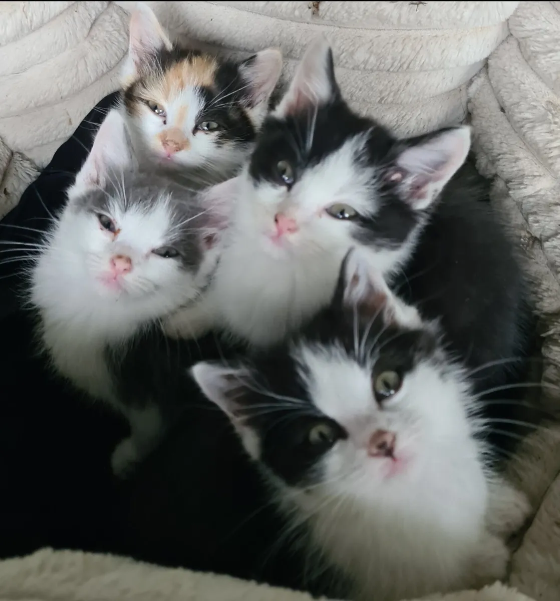 Kittens - Image 1