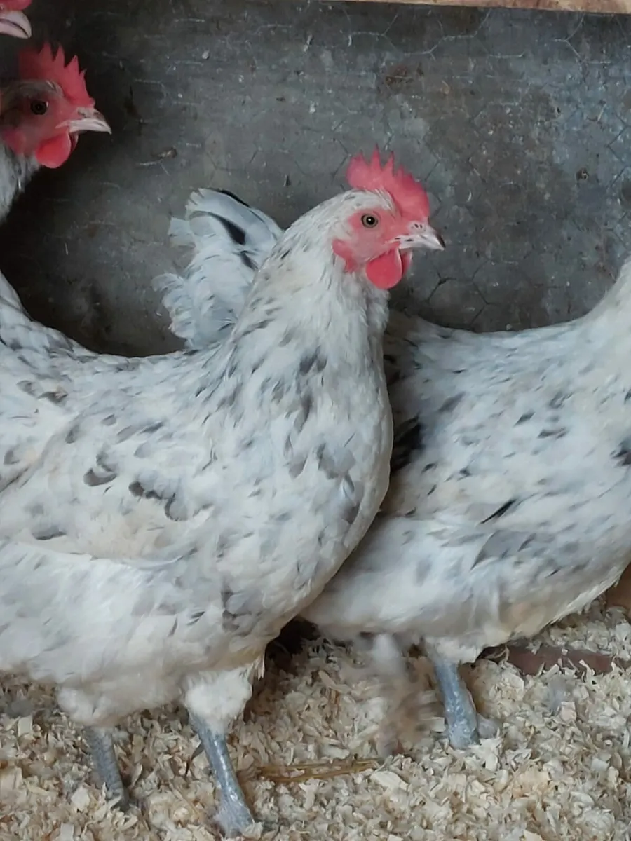 Pure bred point of lay large fowl pullets - Image 2