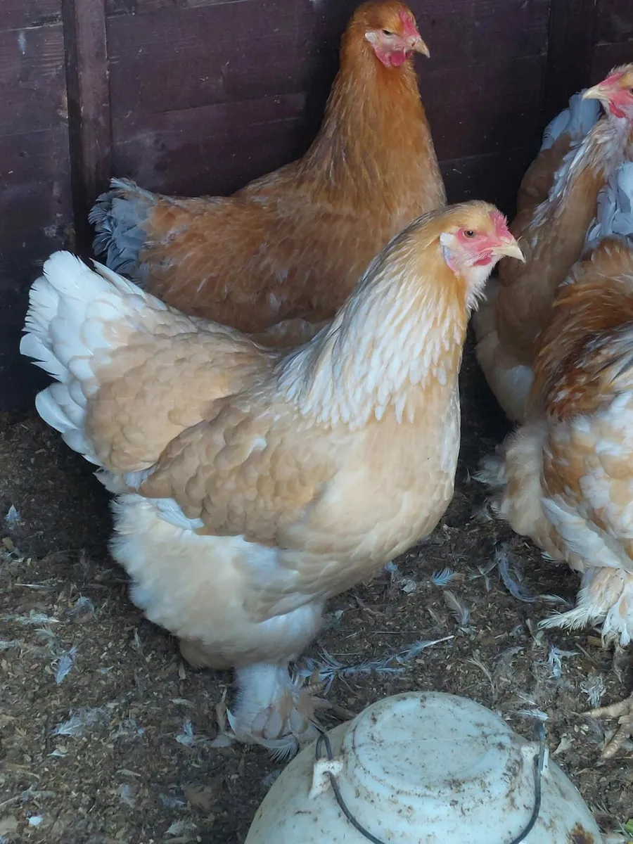 Pure bred point of lay large fowl pullets - Image 3